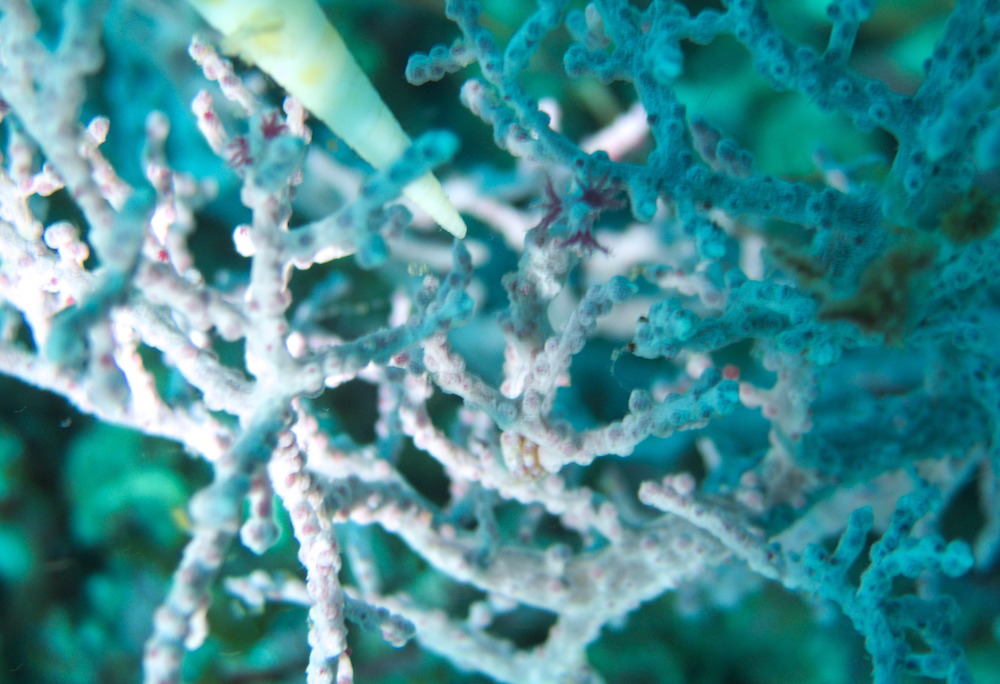 pygmy seahorse