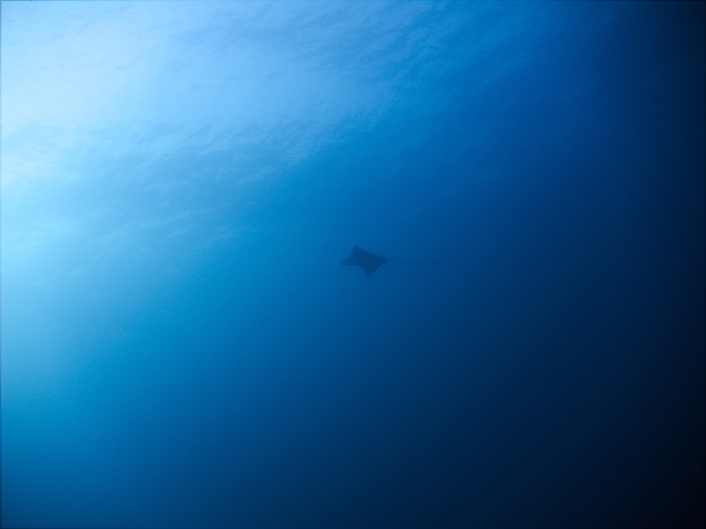 eagle ray at monad shoal