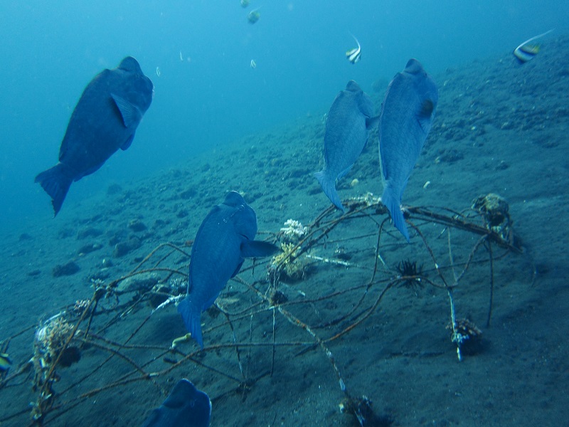 bumphead parrotfish