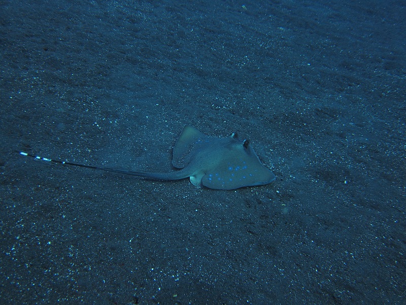 sting rays