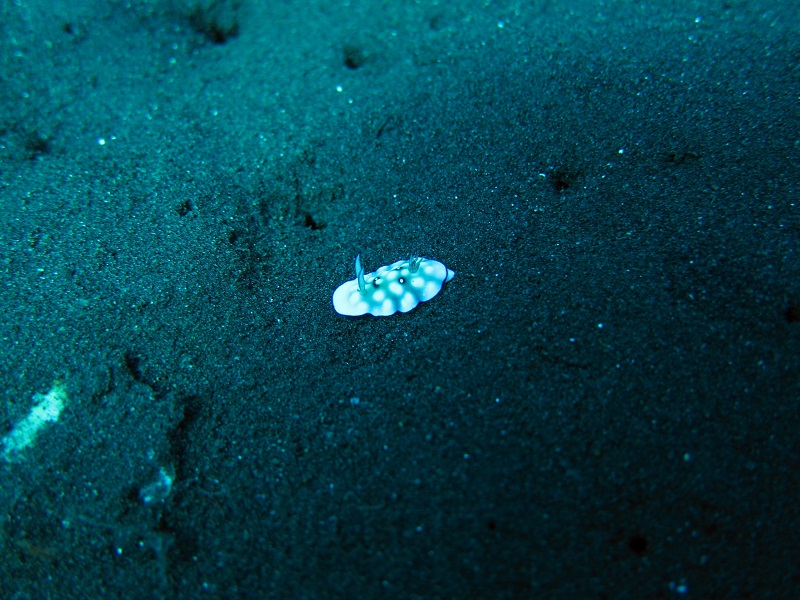 a tong of nudibranchs